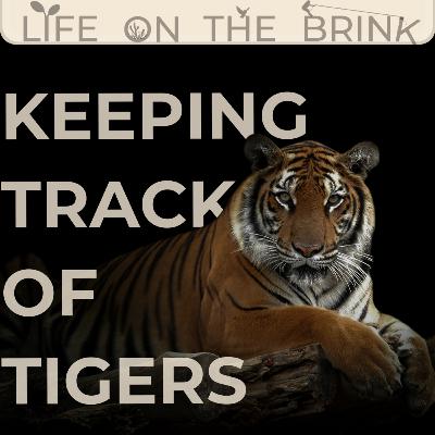 THE WONDERFUL THING ABOUT TIGERS w/ big cat researcher & statistical ecologist Dr Arjun Gopalaswamy
