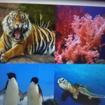 Animales en peligro de extinción