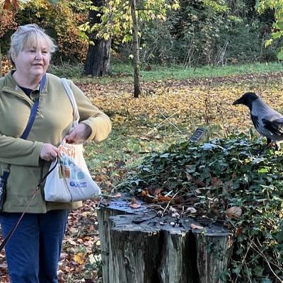 Feeding Hooded Crows