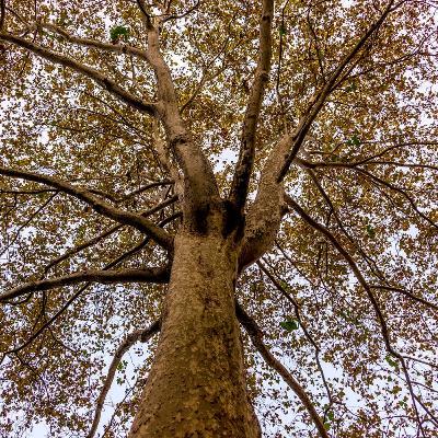 SAÚDE, FRATERNIDADE E TRANSCENDÊNCIA NO DIA A DIA