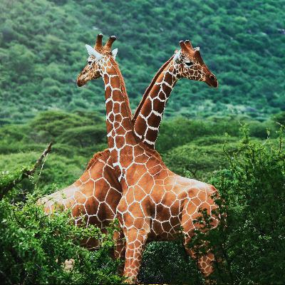 African River Delta for Sleep & Relaxation African River Delta for Sleep & Relaxation