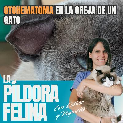 511. OTOHEMATOMA en la oreja de un gato