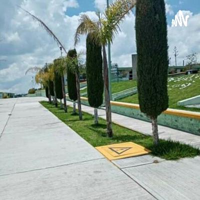 Promosionando el Plante (Trailer)