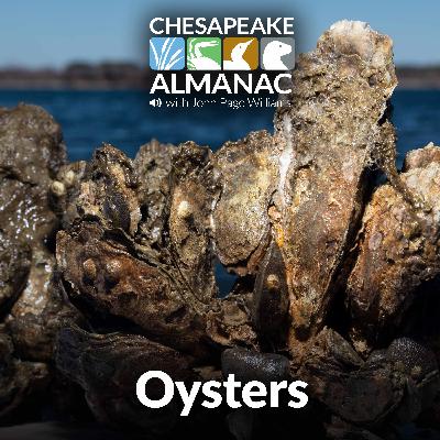November: Oysters