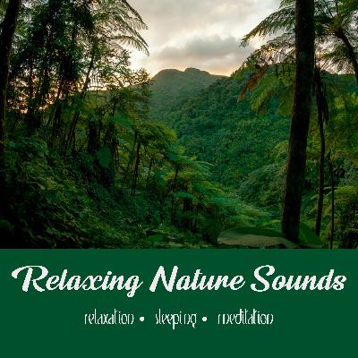 Rainforest & Coqui Frogs | 8 Hour