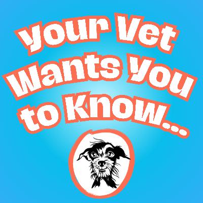 082 Top Mistakes Pet Owners Make with Food Allergies