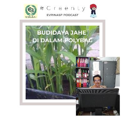 #Greenty Eps 4 : Budidaya Jahe di Polybag Feat Zaenal Muslim Penyuluh Pertanian Dramaga Bogor