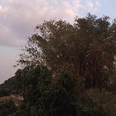 Medite ao som real dos pássaros