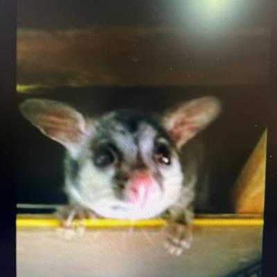 Peter the Australian Possum