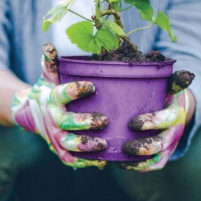 The threat posed by alien invasive species: don’t bring plants home from your holidays!