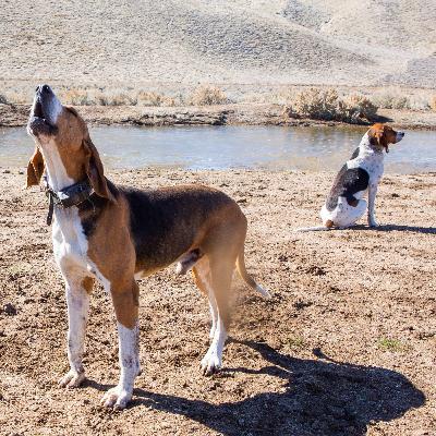 Release the Hounds! – Fox Hunting with Red Rock Hounds