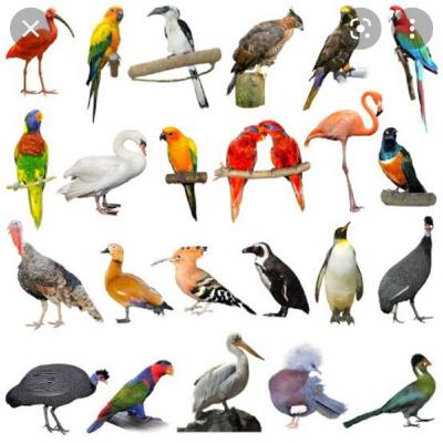 Especialidade de amigo das aves