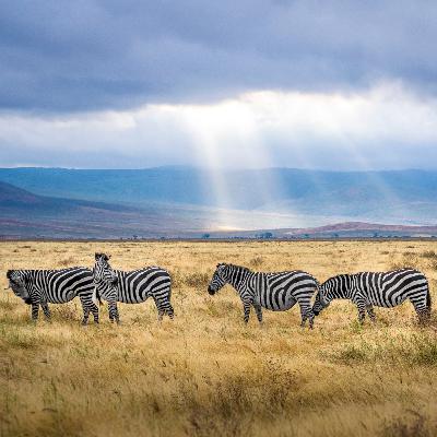 Ep 14. Tanzania - German influence, Politics & Serengeti National Park Ep 14. Tanzania - German influence, Politics & Serengeti National Park