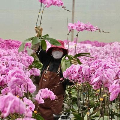 Nhiều trường học tại TP.HCM xin không nhận hoa chúc mừng ngày 20-11