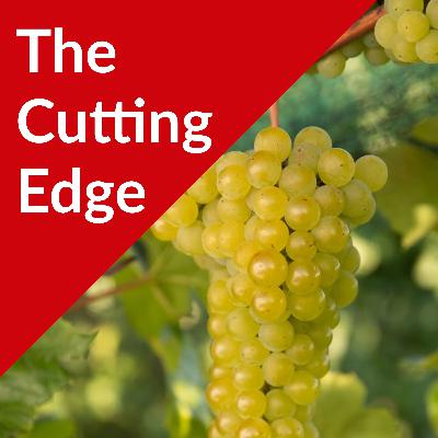 Episode #55 Northern Glo Seedless Table Grapes Episode #55 Northern Glo Seedless Table Grapes