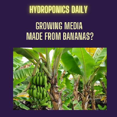 Banana Trunks to Grow Bags: The Future of Sustainable Hydroponic Media
