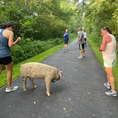 DDOP August 20 The Pig Run! DDOP August 20 The Pig Run!