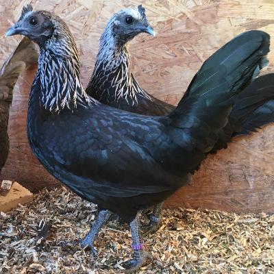 Zwerg-Ardenner und Zwerg-Krüper - Rasseportrait #11