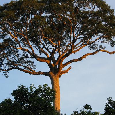 EL HECHIZO DE LA LUPUNA