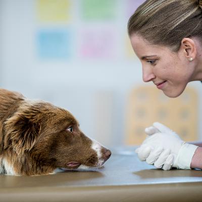 Microenteral Nutrition in Dogs and Cats