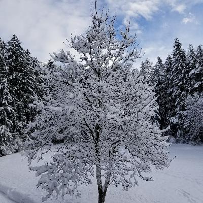 O Misterio de Natal, de Edith Stein - Parte 1: Advento e Natal