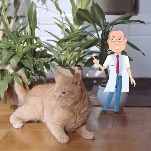 😺💙 Novembro Azul Pet