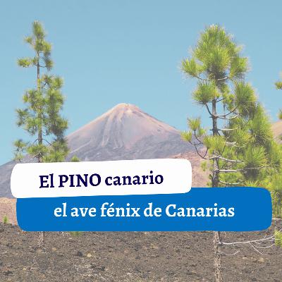 El pino canario: el ave fénix de Canarias