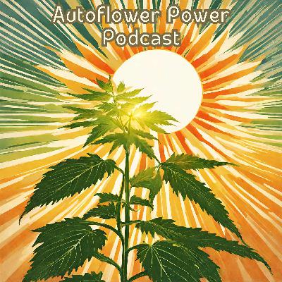 On Light for Autoflowers: Photosynthesis, Optimal Lighting, Light Cycles and the Importance of DLI