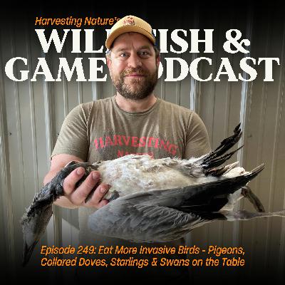 Episode 249: Eat More Invasive Birds - Pigeons, Collared Doves, Starlings & Swans on the Table