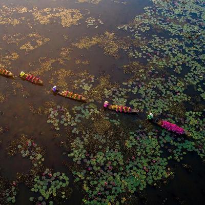Người cũ cảnh xưa: Chim trời, cá nước, rau đồng (Bài 6): Nửa đêm, lội đồng nhổ bông súng ma