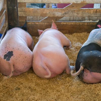 #19: Butthole Breathing