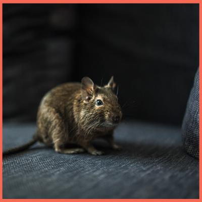 Innovative Solution for Rodent Control