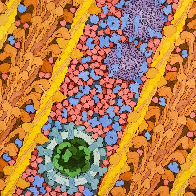 Structural biology: How proteins got their close-up