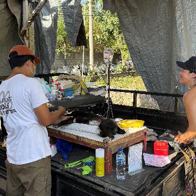 Donna: Caring for animals in paradise with Paws of Lembongan