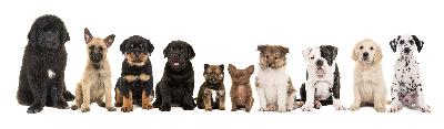 Multi Dog Household – Ask Your Dog Guru – 51 Multi Dog Household – Ask Your Dog Guru – 51
