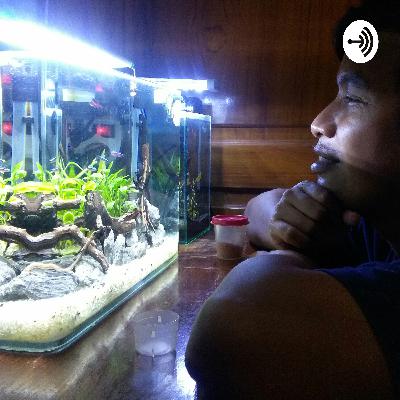 How to create your first Aquascape