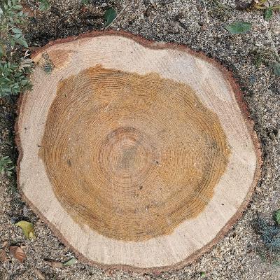 Noi, Dio e l’albero