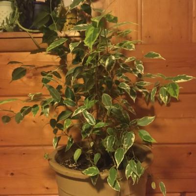 Episode 3: Micus the Ficus