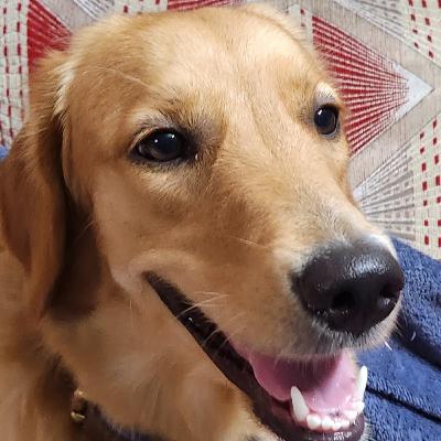 Wonder Pets - Chapter12 - Hey you're back??