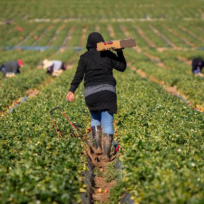 Fallout for the farmworker movement Cesar Chavez led Fallout for the farmworker movement Cesar Chavez led