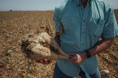 Imperial County Tries To Save Sugar Beet Industry