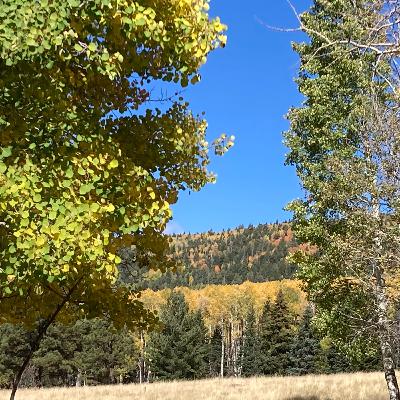 アスペンのささやき アスペンのささやき