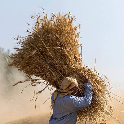 Why the war in Iran Risks a Farming Crisis in Africa Why the war in Iran Risks a Farming Crisis in Africa
