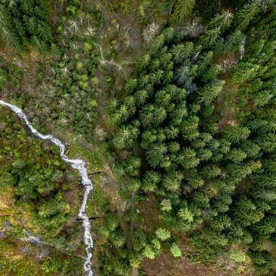 Living Planet: Long-suffering, indispensable trees Living Planet: Long-suffering, indispensable trees