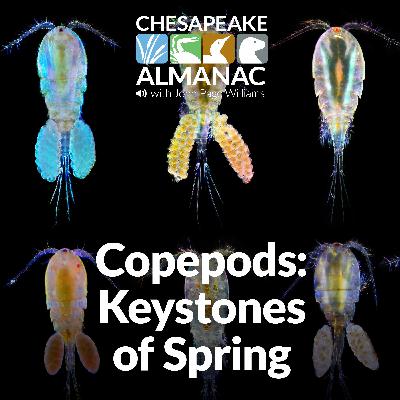 March: Copepods - Keystones of Spring