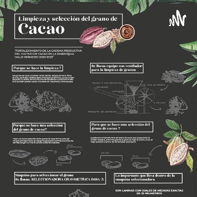 Limpieza y selección del grano de cacao