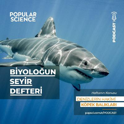 #10 Denizlerin hakimi: Köpek balıkları - Biyoloğun Seyir defteri #10 Denizlerin hakimi: Köpek balıkları - Biyoloğun Seyir defteri