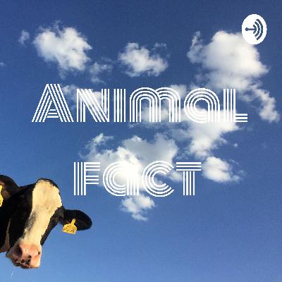 Animal fact  (Trailer)
