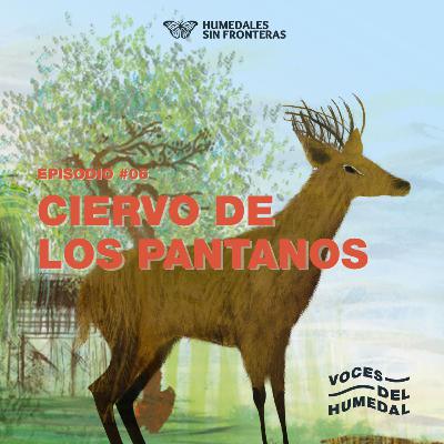 [VOCES DEL HUMEDAL] Ciervo de los pantanos