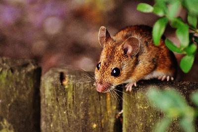 Squeaky, The Mouse Flies Into A Cave - Bat-Mouse Part 2 Squeaky, The Mouse Flies Into A Cave - Bat-Mouse Part 2